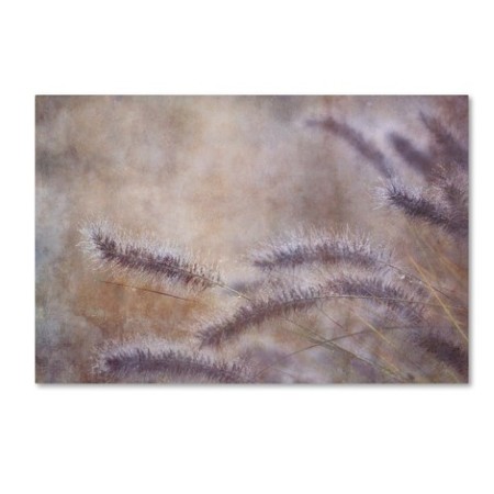 Trademark Fine Art Cora Niele 'Dew Fox Tail Grass' Canvas Art, 12x19 ALI1715-C1219GG